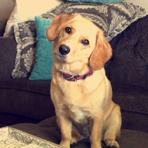 Meet your Posher, Stella